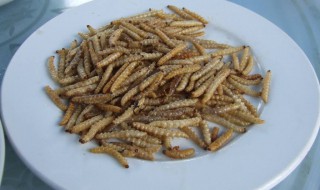 竹虫的营养价值 你知道有哪些