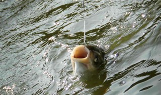 钓鲢鳙怎么选竿 钓鲢鳙用什么竿