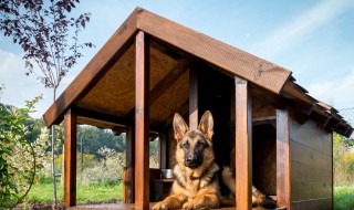 狗屋怎么做 如何自制狗窝