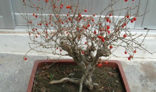 枸杞树怎么养 有哪些注意事项