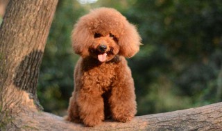 泰迪为什么要坐地下 这两点务必注意