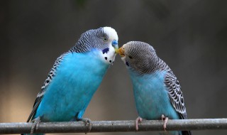 鹦鹉便便会定点吗 如何训练鹦鹉定点便便