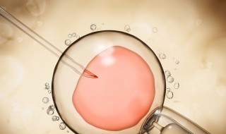 人工让动物怀孕方法 如何进行动物人工授精