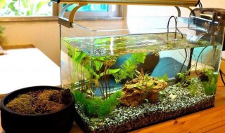 1米缸适合养什么鱼 1米的玻璃鱼缸适合养什么鱼