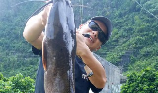 路亚怎么钓鲶鱼的方法 路亚钓鲶鱼技巧