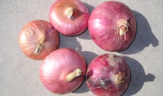 移栽洋葱最佳季节 洋葱最佳移栽时间