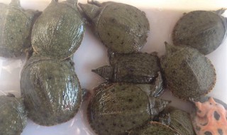 钓甲鱼的饵料和方法是什么 钓甲鱼的技巧