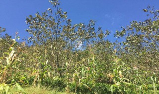 果树可以选择套种哪些农作物 果树套种选择