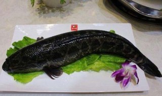 黑鱼是不是乌鱼 到底是不是一种鱼