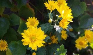 秋天的花朵怎么画 秋天菊花的画法