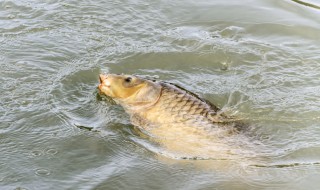 用阿波怎样钓草鱼 “阿波漂”如何运用在野钓草鱼