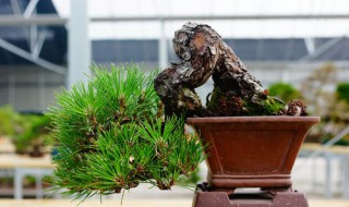 三河松盆景的养护 告诉你一些小窍门