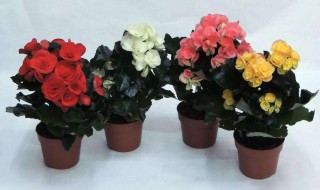 丽格海棠花败后怎么修剪 请看回答