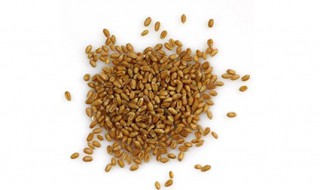 小麦拌种自己怎么配 快来学习吧