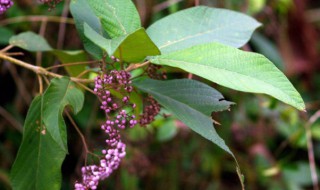 紫珠草的功效与作用 原来它还有这功效