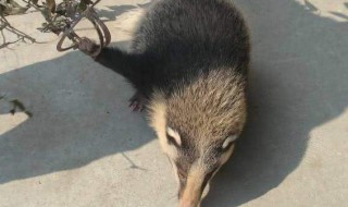 獾猪是几级保护动物 你之前是不是搞错了呢