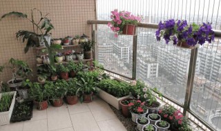 维生素c养花怎么用 适用于什么花