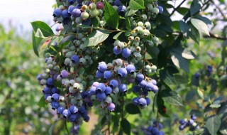 蓝莓怎么浇水 需要怎么做