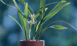 兰花植料清洗方法 兰花植料消毒4大招