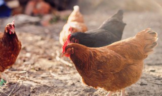 新手养鸡技术基础 养鸡新手怎么养鸡