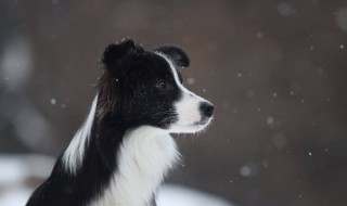 如何挑选边境牧羊犬 教你5招