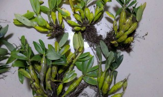 千石斛的功效 功效多到让你想不到