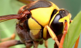 梦到捉黄蜂 这6个方面来分析一下