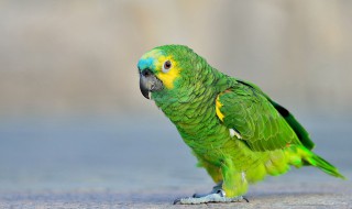 太平洋鹦鹉优缺点 想养的要看一下