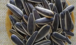 可以喂鹦鹉吃原味葵花籽吗 饲养常识分享