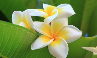 鸡蛋花要隔几天才能浇一次水 如何给鸡蛋花浇水