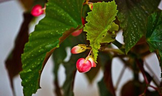 银星海棠的养殖方法 新手都能养得很好!