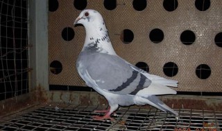 牛眼鸽019鸽子怎么认好坏 有人知道吗