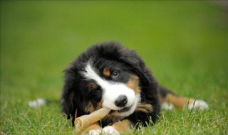 伯恩山犬性格特征 他们非常有特点