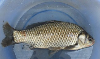 黑鱼和鲶鱼的区别 黑鱼和鲶鱼有什么不同