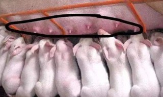 如何让母猪多产仔 生猪养殖户必看