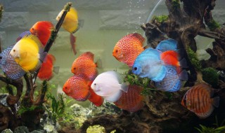 七彩鱼的ph值 养七彩鱼水要求PH值多少