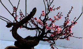 盆栽梅花养殖方法 掌握要点才是关键