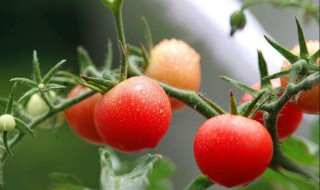 水果核盆栽种植方法 只需1粒核