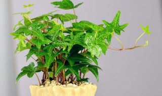 常青藤水培方法 养殖出美丽的常春藤