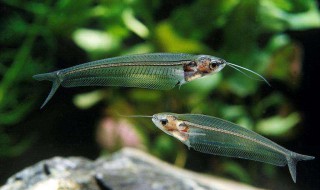 玻璃猫鱼怎么养 需要注意这些地方