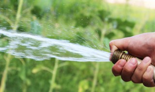 金钱树过冬怎么浇水 下面我们就来学习