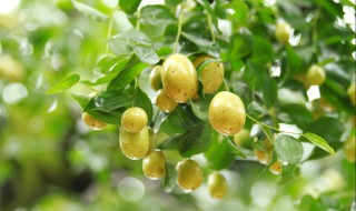 枣树盆景该怎么养 管理简单观赏性强!