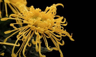 龙爪菊的养殖要点和技巧 给大家分享这五点