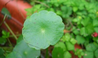 地钱草作用与功效 这种中药又被称作什么