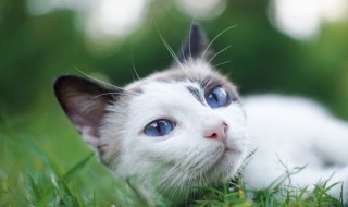 宠物猫有哪些 有你家的吗