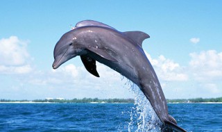 岸上怎么练海豚腿 原来是这样练的