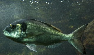 黑鲷吃什么饵 钓黑鲷用什么饵料好