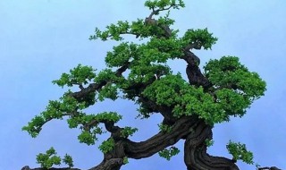 铁包金盆景的养殖方法 你知道吗