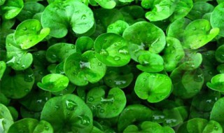 金前草的功效 金前草的作用