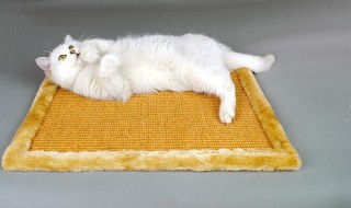 砂纸能做猫抓板吗 猫抓板怎么做